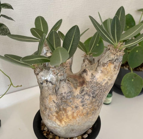 Pachypodium eburneum seeds