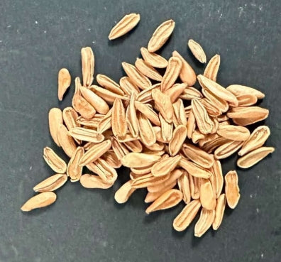 Pachypodium tackyi seeds