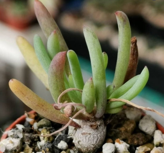 Othonna protecta seeds