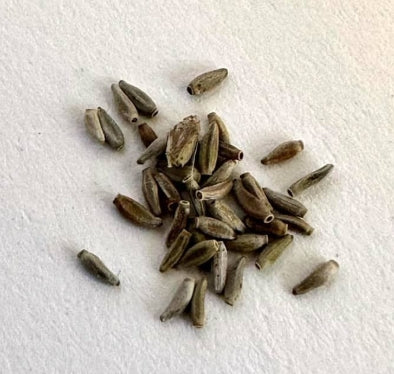 Othonna protecta seeds