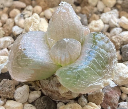 Bulbine mesembryanthoides seeds