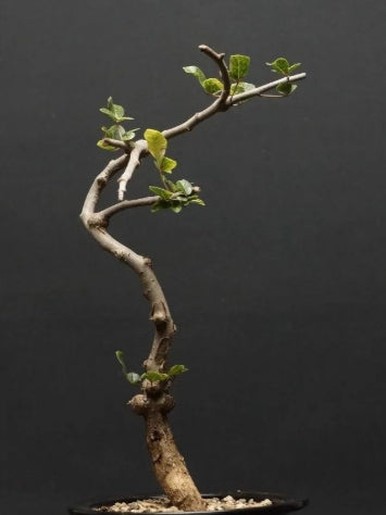 Commiphora SP Onilahy seeds