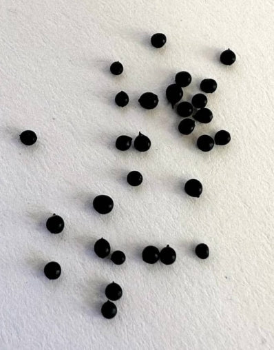 Massonia depressa seeds