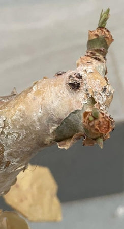 Cyphostemma juttae x bainesii seeds