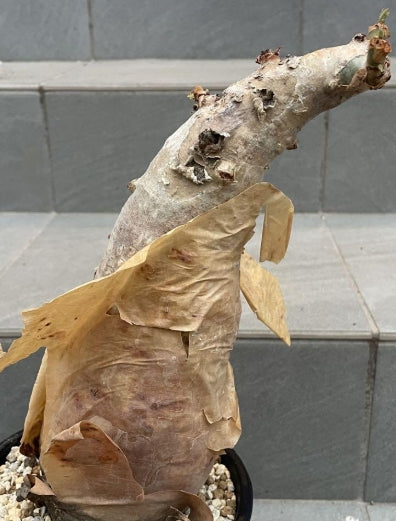 Cyphostemma juttae x bainesii seeds