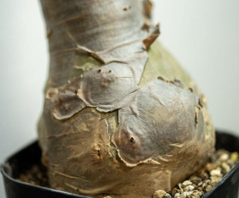 Cyphostemma currorii x bainesii seeds