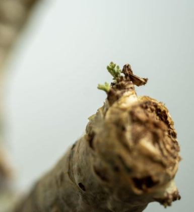 Cyphostemma currorii x bainesii seeds