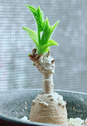 Cyphostemma cirrhosum seeds