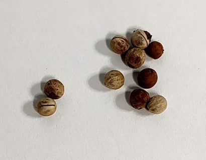 Euphorbia clavigera seeds