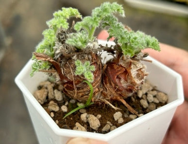 Pelargonium appendiculatum seeds