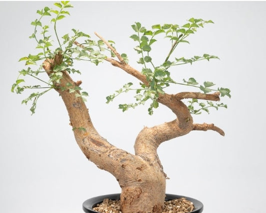 Commiphora saxicola seeds