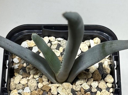 Aloe teissieri seeds