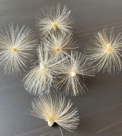Othonna lobata seeds