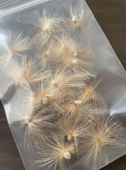 Othonna lobata seeds