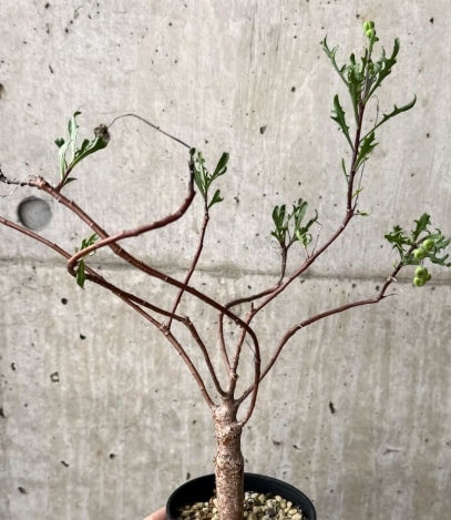 Othonna lobata seeds