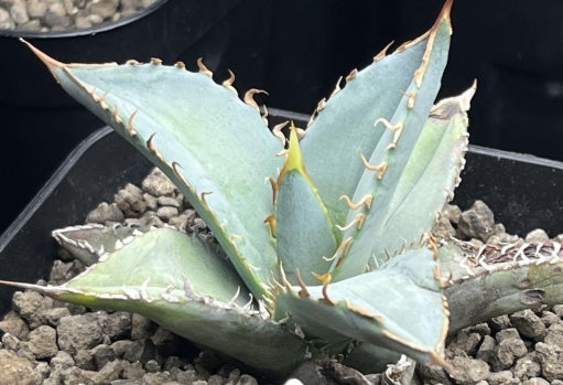 Agave Titanota Blue seeds