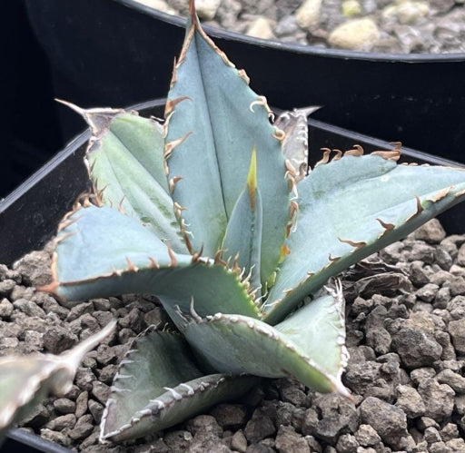 Agave Titanota Blue seeds