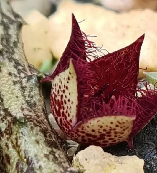 Stapelianthus hardyi seeds