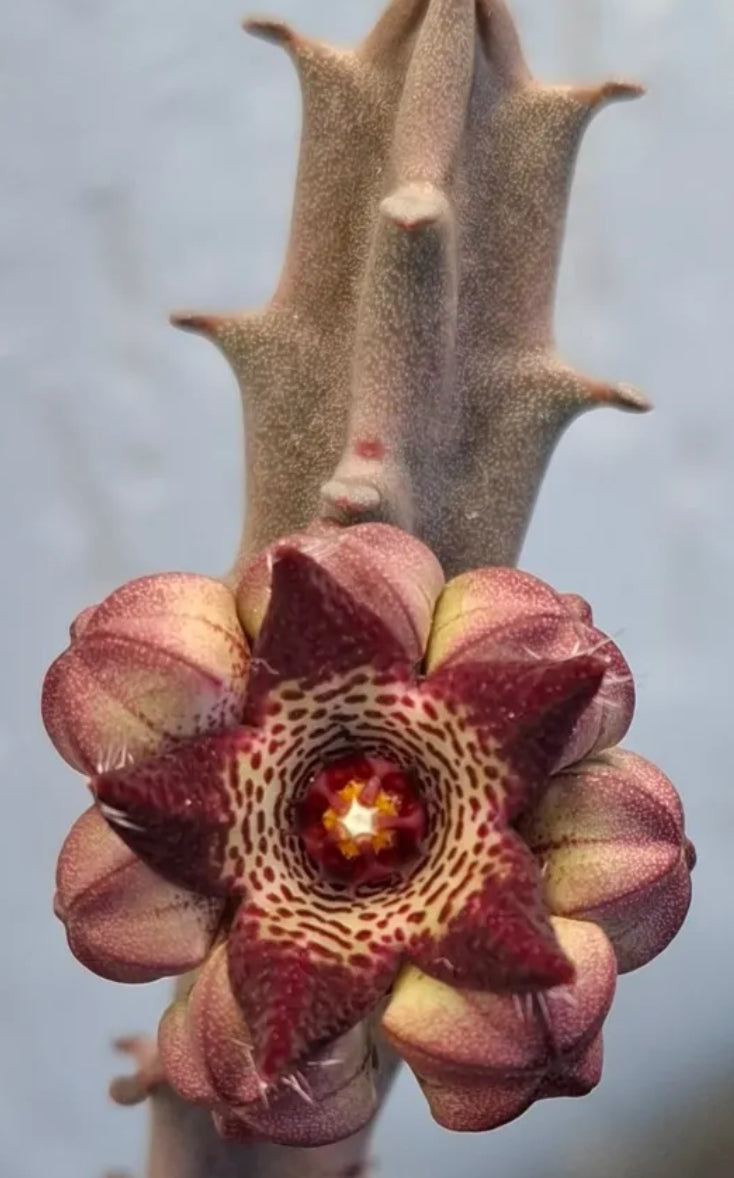 Caralluma Joannis seeds
