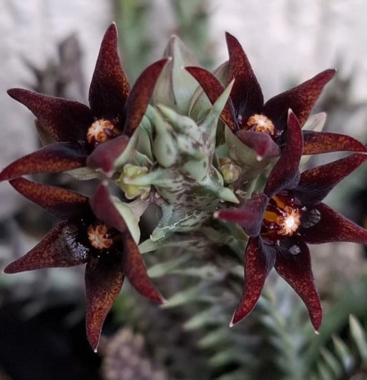 Huernia Semitubiflora seeds