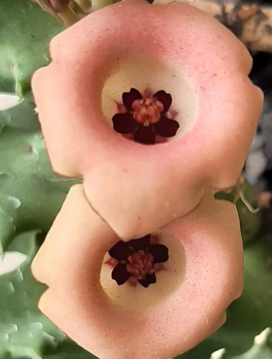 Huernia Salmon seeds