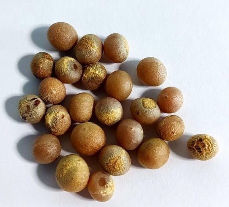 Dracaena draco seeds