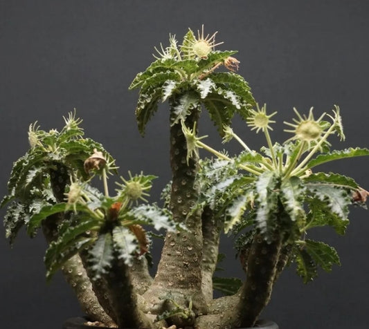 Dorstenia lavrani seeds