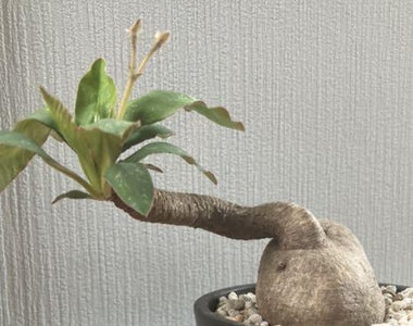 Euphorbia lanoila seeds