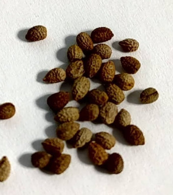 Euphorbia lanoila seeds