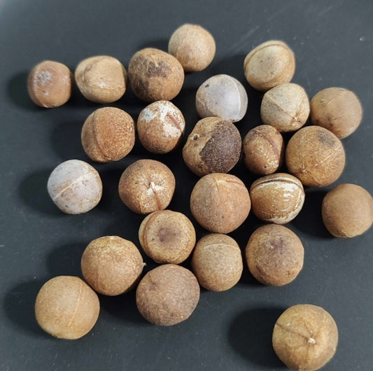 Euphorbia antso seeds