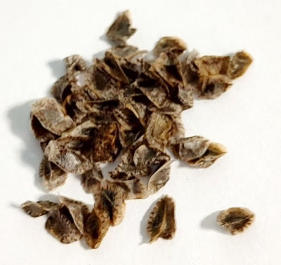 Aloe cipolinicola seeds