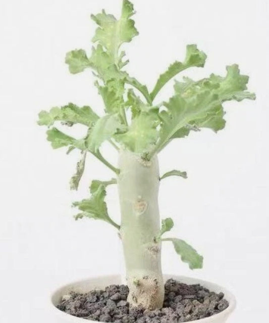 Pelargonium klinghardtense seeds