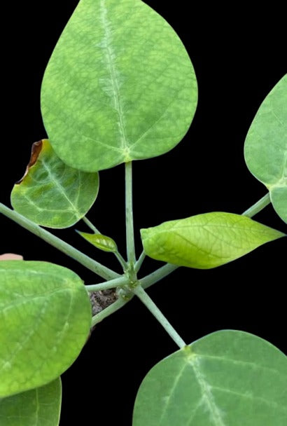 Adenia monadelpha seeds