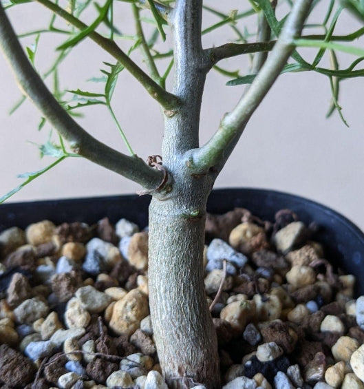 Commiphora gracilifrondosa seeds