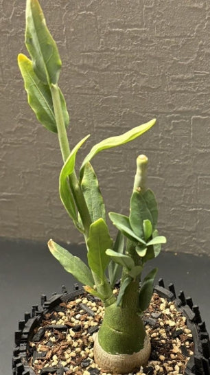 Adenia pechuelii seeds