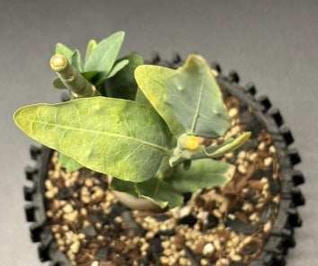 Adenia pechuelii seeds