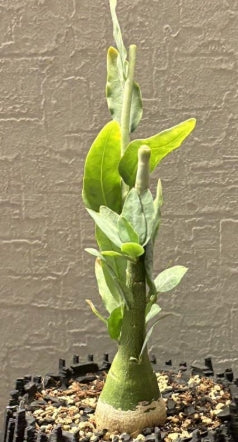 Adenia pechuelii seeds