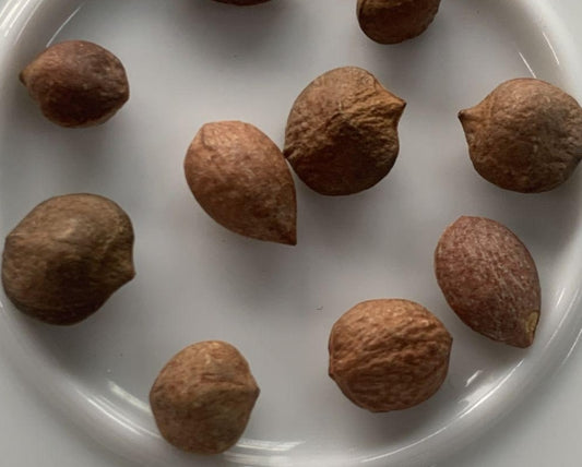 Commiphora drake-brockmanii seeds