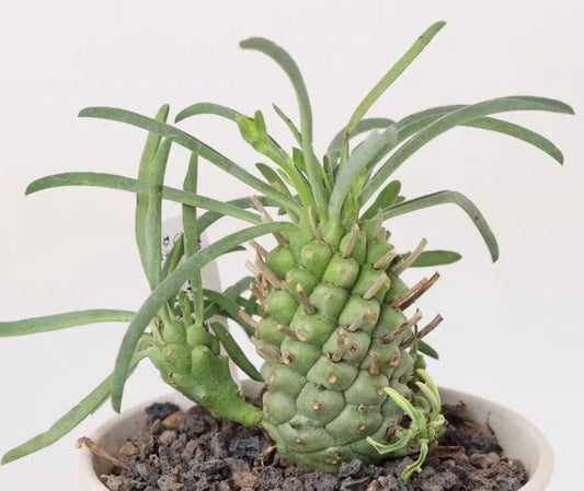 Euphorbia pubiglans seeds