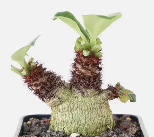 Euphorbia ramena seeds