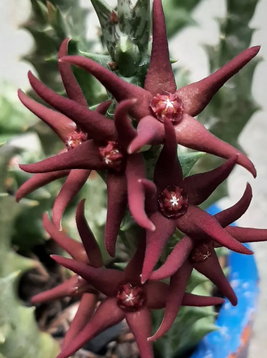 Orbea Wismmanii X Orbea Hesperidum seeds