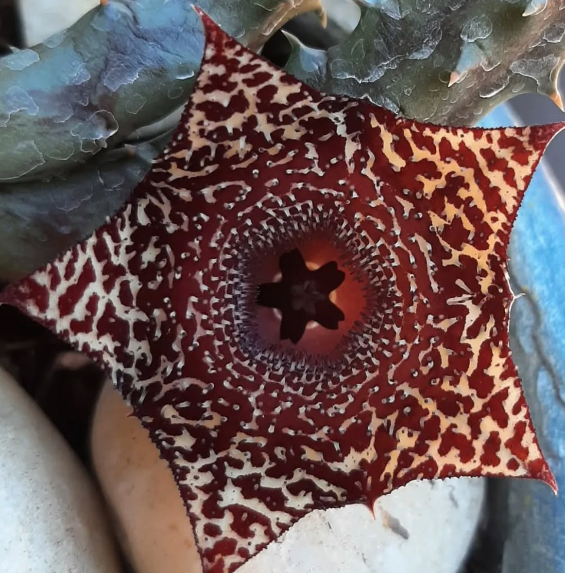 Huernia erinacea seeds