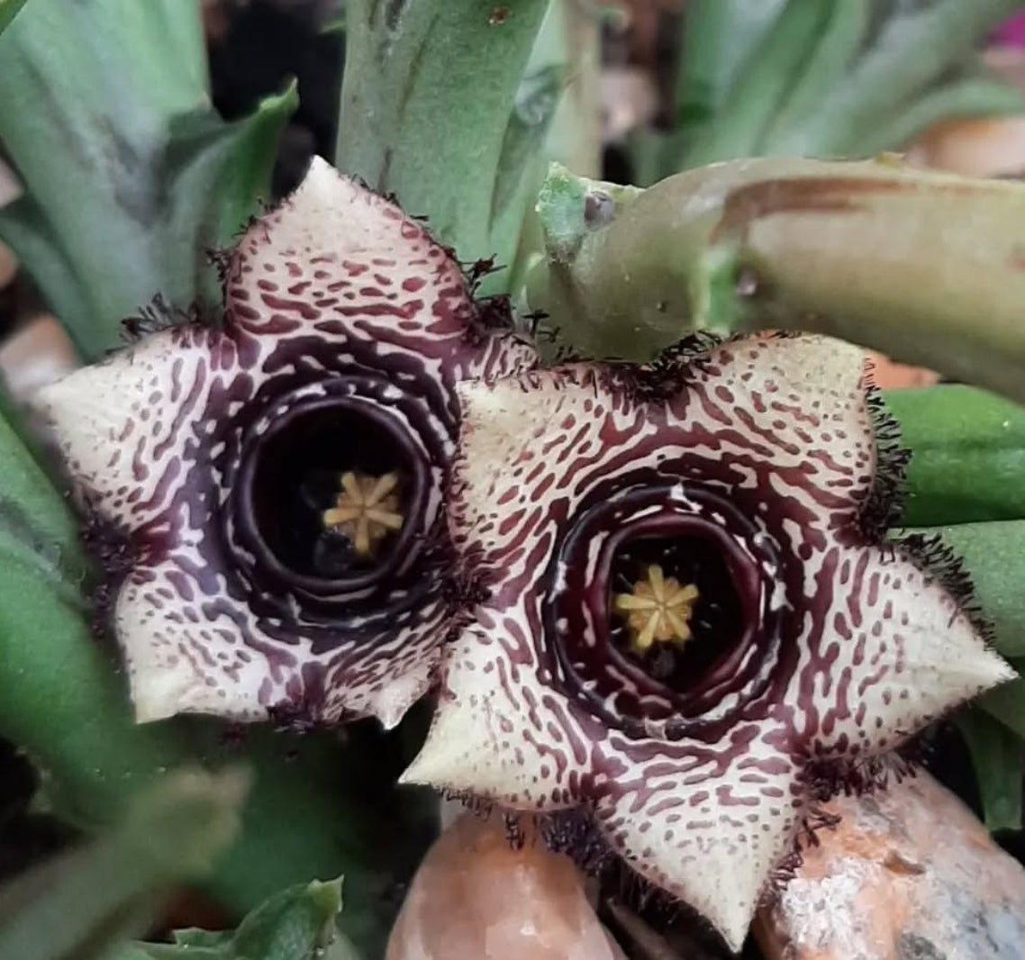 Orbea Paradoxa seeds