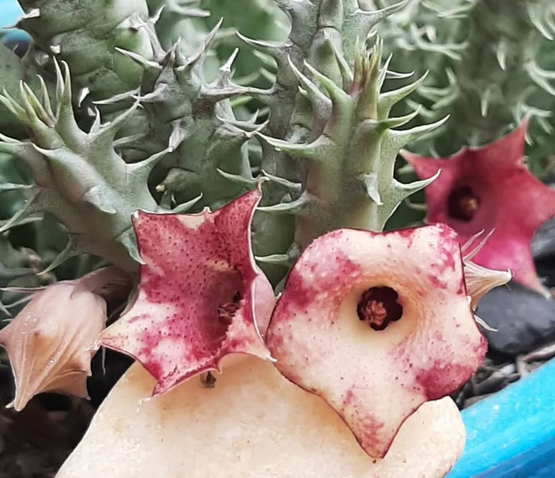 Huernia Macrocarpa var. Ceresina seeds