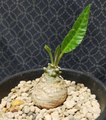 Dorstenia crispa var. lancifolia seeds