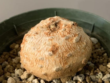 Dorstenia ellenbeckiana seeds