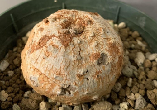 Dorstenia ellenbeckiana seeds