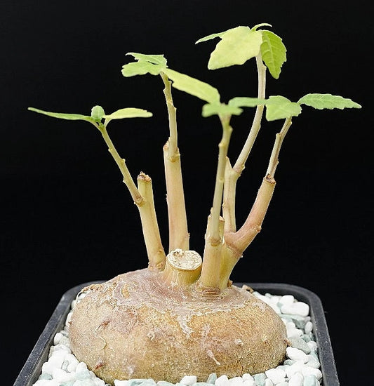 Dorstenia zanzibarica seeds