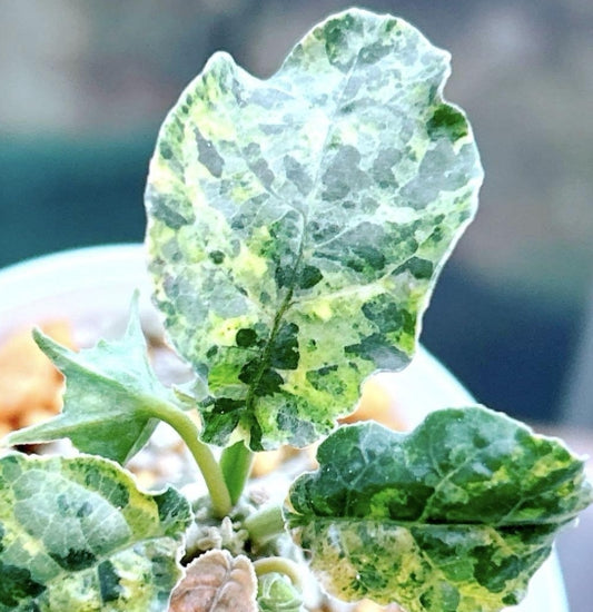 Dorstenia foetida variegated seeds