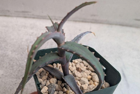 Aloe acutissima f.glauca seeds